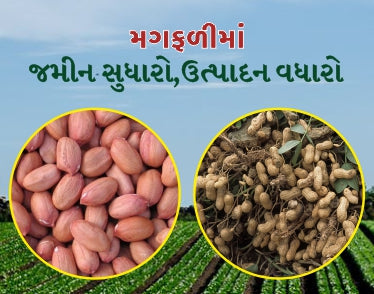ચોમાસુ મગફળી ની જૈવીક ખેતી પદ્ધતિ