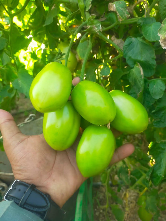 Dr Suvarna K205-51
