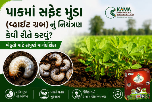 સફેદ મુંડાથી પાકને બચાવવાના ઉપાયો