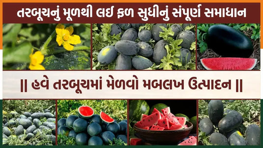Modern Watermelon Farming a Complete Guide to Low-Cost Cultivation and High Yield