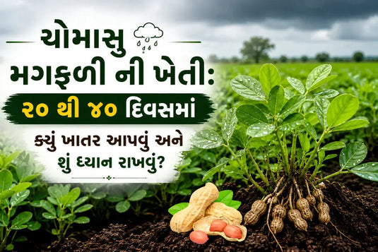 ચોમાસુ મગફળી ની ખેતી 