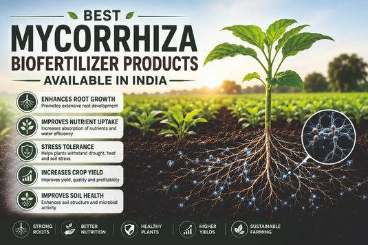 Best Mycorrhiza Biofertilizer Products Available in India