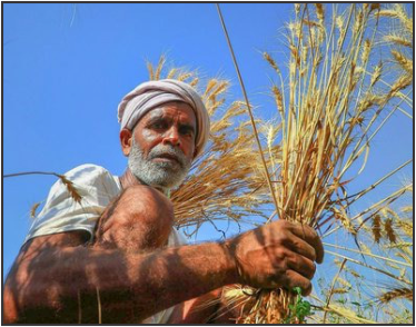 A low-angle shot of an older Indian farmer with a white beard and traditional turban. He is crouching and holding a large bundle of golden wheat stalks with a bright blue sky in the background.