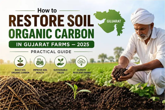 Restore soil organic carbon in Gujarat farms with sustainable farming practices and healthy soil management.