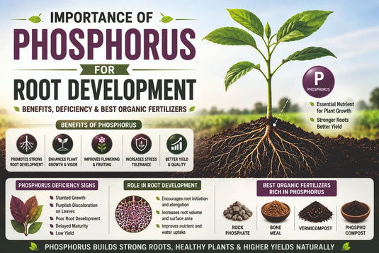 Root development importance role of phosphorus