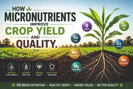Plant crop yield improve with micronutrients Fertilizer
