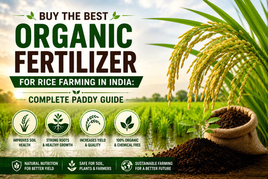 Organic Fertilizer for Rice Farming