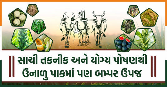 ઉનાળુ પાકમાં વધુ ઉત્પાદન મેળવવાની આધુનિક પદ્ધતિ
