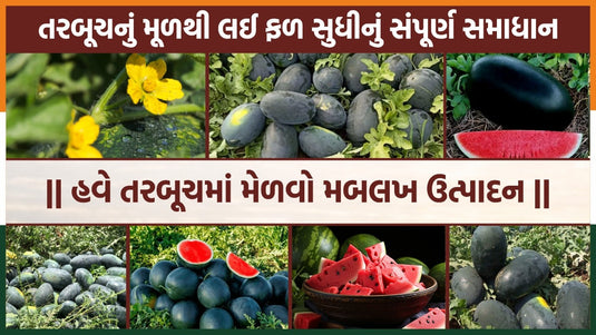 તરબૂચની આધુનિક ખેતી 2026: ઓછો ખર્ચ અને વધુ ઉત્પાદન મેળવવાની સંપૂર્ણ માહિતી