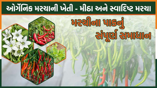 ઓર્ગેનિક મરચાની ખેતી કેવી રીતે કરવી? વધુ ઉપજ અને રોગ નિયંત્રણ માટે સંપૂર્ણ માર્ગદર્શન
