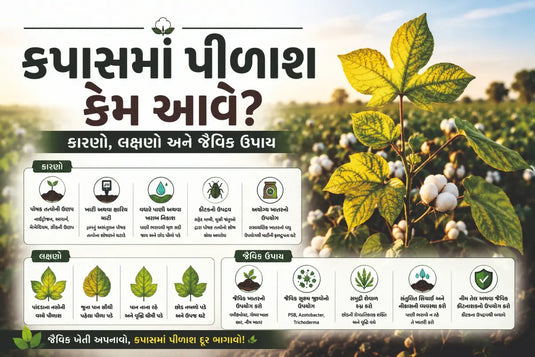 કપાસમાં પીળાશ દૂર કરવા માટે જૈવિક ઉપાયો