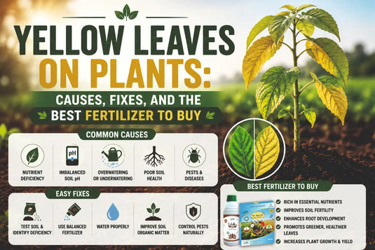 Leave turns to yellow in plant