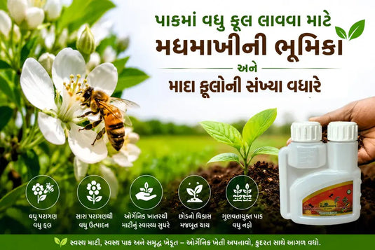 પાકમાં વધુ ફૂલ લાવવા માટે મધમાખીની ભૂમિકા અને ઓર્ગેનિક ખાતરનો ફાયદો