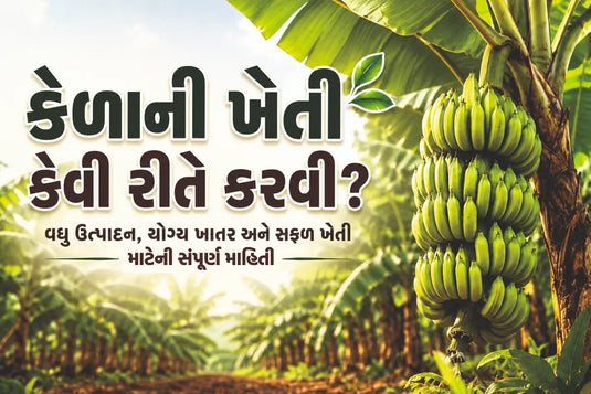 કેળાની ખેતી કેવી રીતે કરવી? વધુ ઉત્પાદન, યોગ્ય ખાતર અને સફળ ખેતી માટેની સંપૂર્ણ માહિતી