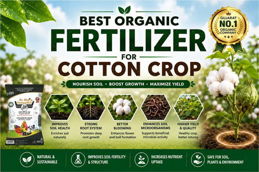 best guidance for cotton crops and  Dr bhu samrudhi is the best organic fertilizer for cotton crops