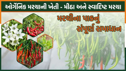 Complete Information for Higher Yield and Disease Management for chilli 