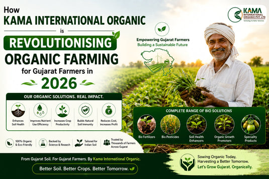 Farmer Used the Organic Fertilizer to improve their crop