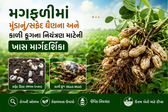 મગફળીમાં મુંડાનું/સફેદ ઘૈણના અને કાળી-ફૂગના નિયંત્રણ માટેની ખાસ માર્ગદર્શિકા