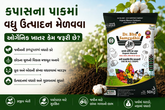 કપાસના પાકમાં વધુ ઉત્પાદન મેળવવા ઓર્ગેનિક ખાતર કેમ જરૂરી છે?