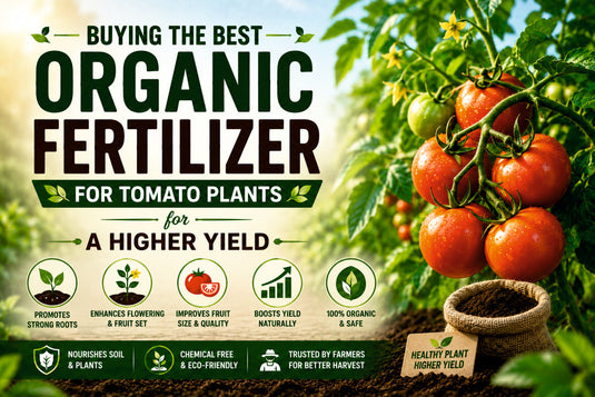 Buying The Best Organic Fertilizer for Tomato Plants for A Higher Yield