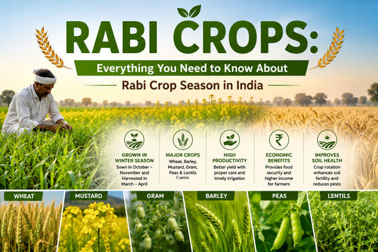Rabi Crops: Everything You Need to Know About Rabi Crop Season in India