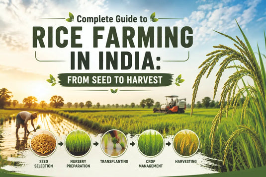 Rice Farming