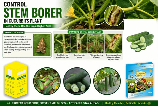 Dr tejas 108 and Dr fruit gard is  Control Stem Borer in Cucurbits Plant