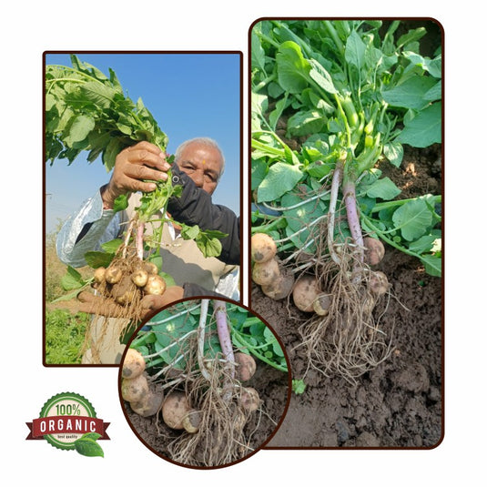 Farmer Crop Production after using Unitech Organic Fertilizer