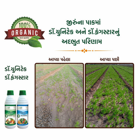 Cumin crop production increase after using Dr Unitech & Dr Fungstar -Kama Organic Product