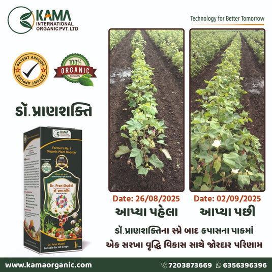 Kama Organic Dr. Pran Shakti before-and-after growth comparison banner for cotton crops.