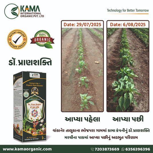 Useing of Dr pran shakti for chili plats before-and-after growth comparison