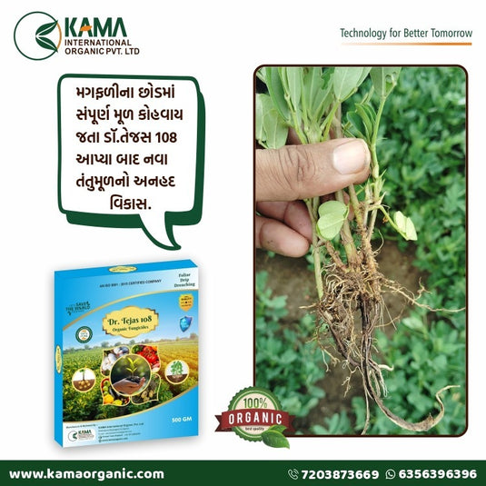 Dr Tejas 108 organic fungicide for root disease control in groundnut crop
