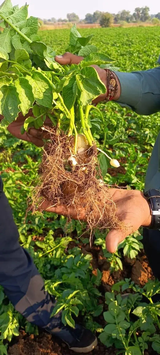 Farmer showing healthy potato plant roots in farm after usinng organic fertilizer 